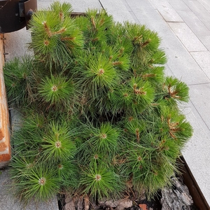 Бизнес-квартал "Даниловская мануфактура"/Кор. "Ситцевый"